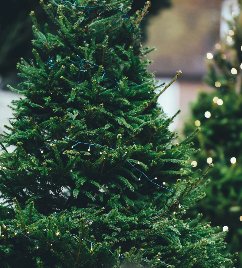 A close up of some christmas trees