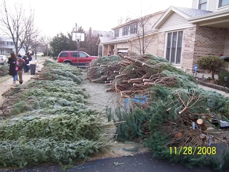 A bunch of trees that are in the street.