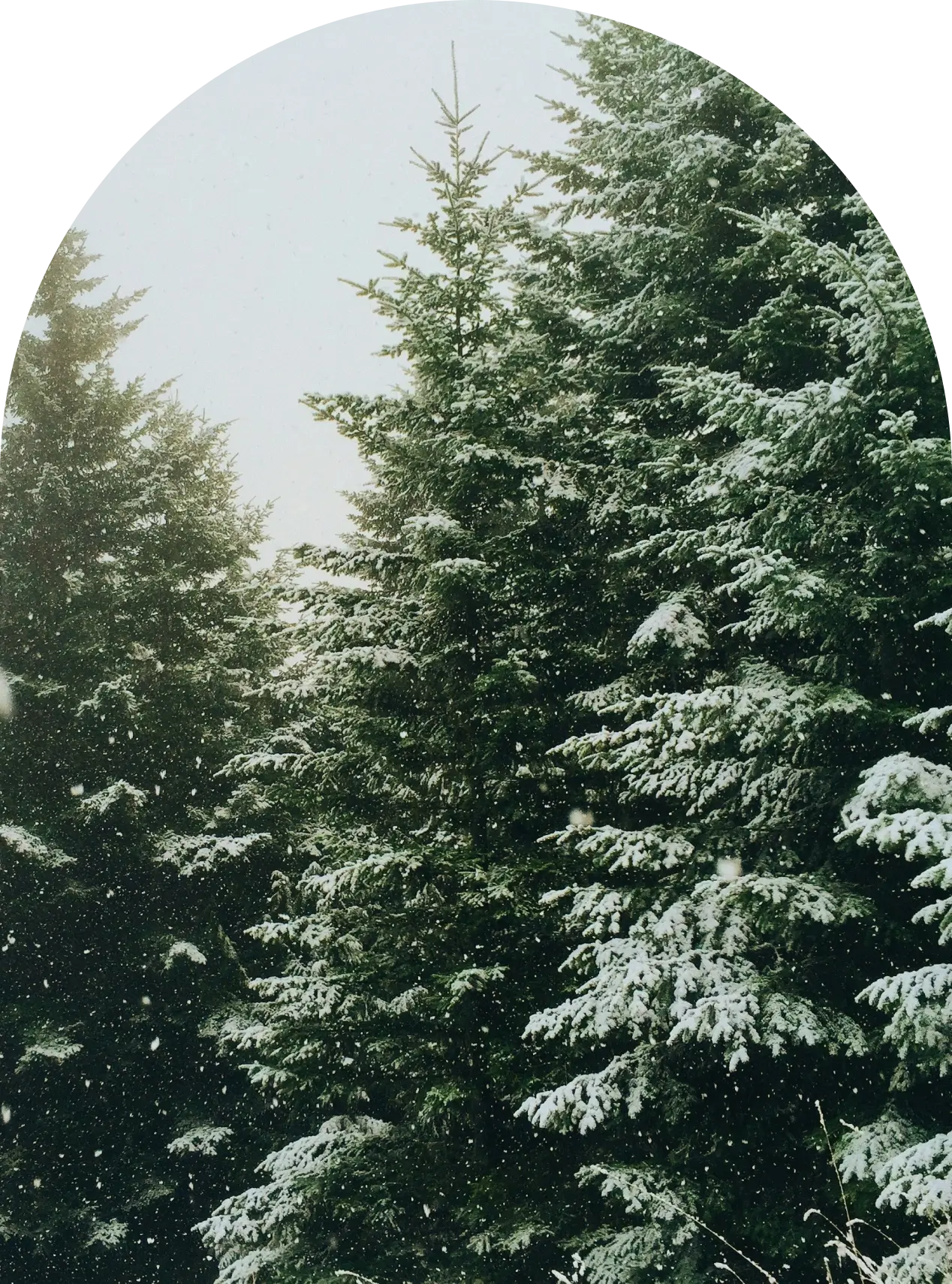 A group of trees with snow on them.